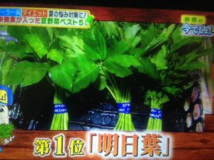 林修の今でしょ講座 明日葉