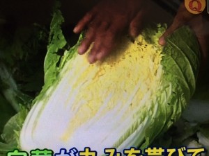 あさイチ スゴ技Q 白菜