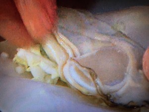 この差って何ですか? 牡蠣