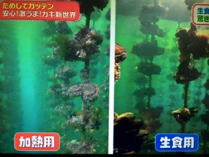 ためしてガッテン 牡蠣