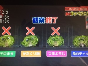 あさイチ キャベツ