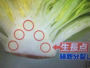 レタス 爪楊枝 理由 画像